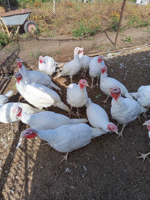 индюки 5 месячные