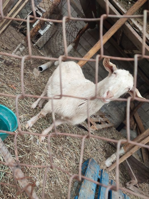 Ешкі сатылады ұрғашы