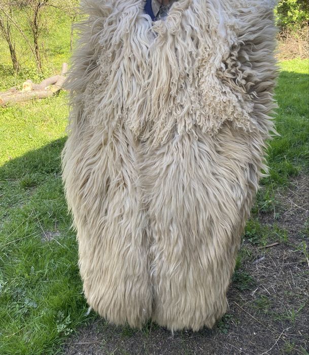 Vand cojoc ciobanesc cusut manual