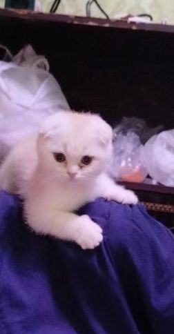 Mushuk sotiladi Scottish fold 5 oylik