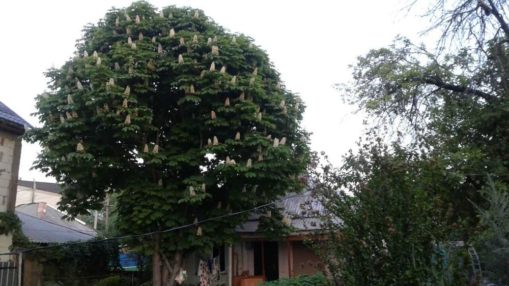 Отростки каштана