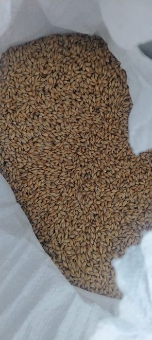 Продам зерноотходы 4500тг /мешок