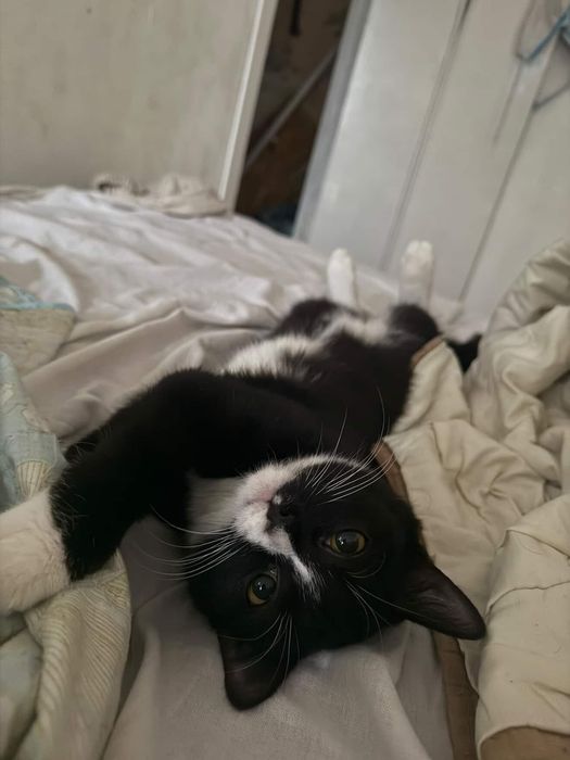 Срочно кошка ищет дом