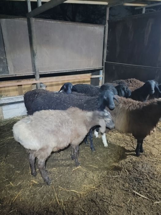 Бараны молодые домашние