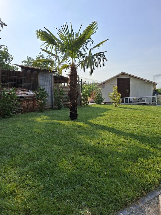 Plante ornamentale pentru gradina