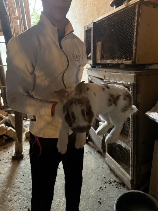 Зайци мъжки и женски