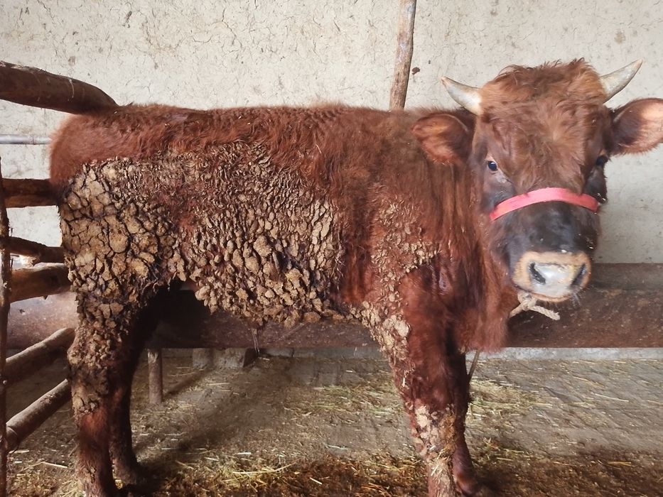 Buqqa sotiladi. Zotdor. Narxi kelishilinadi