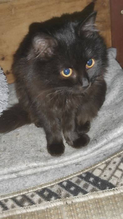 Отдаем кошечку,в добрые руки.