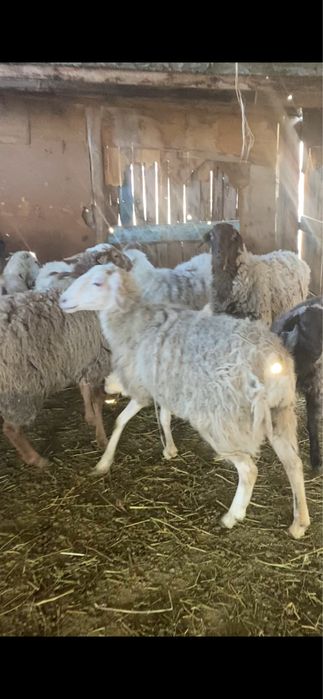 Бараны продаются