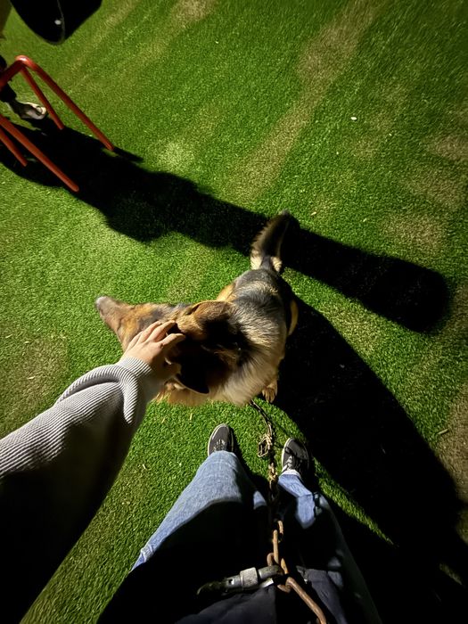 Түркістан овчарка еркек