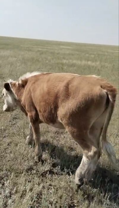 Продам тёлочку