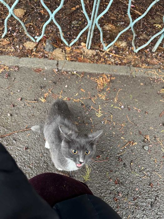 Найдена кошечка 4-6 месяцев