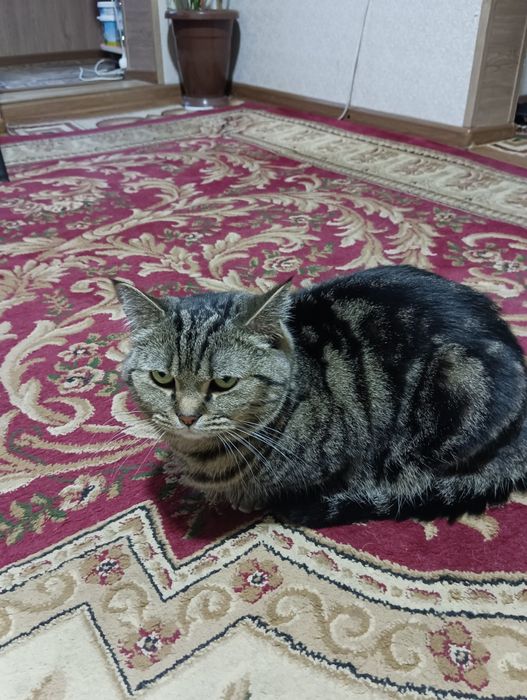 Продам кота Манчкин