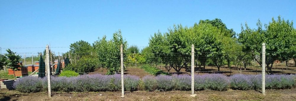 Овощна градина с пчелен