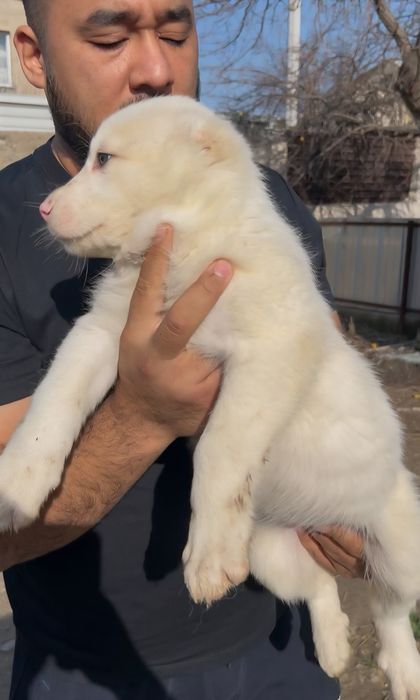 Щенята Алабая (САО)