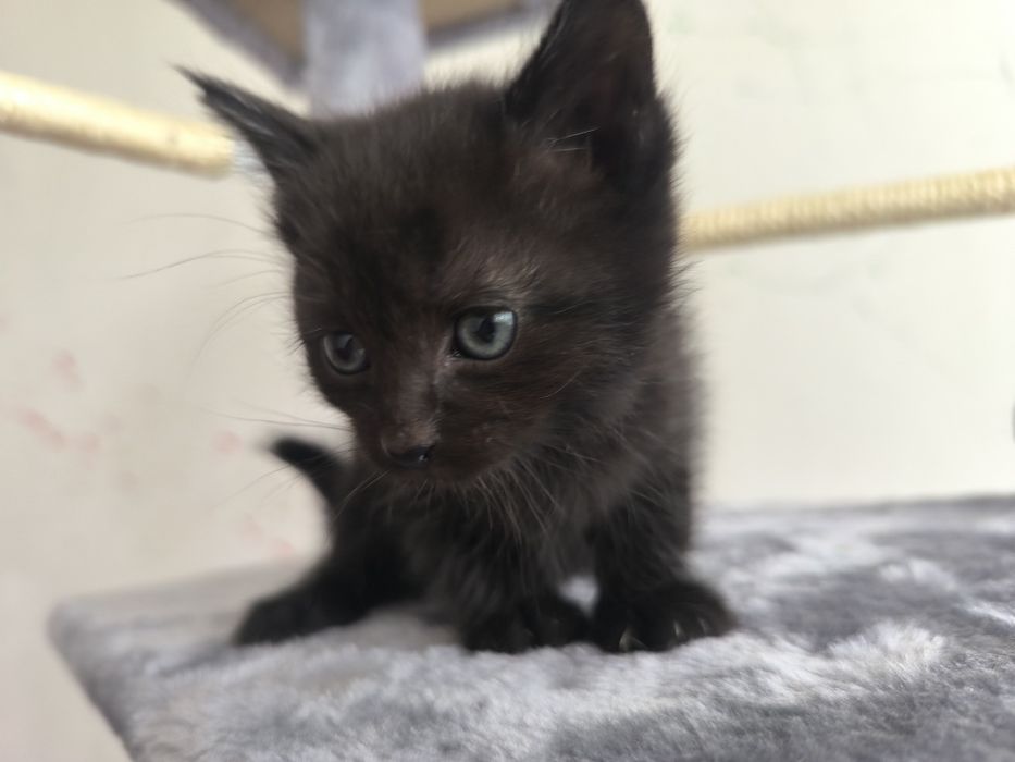 Котята на пристройство