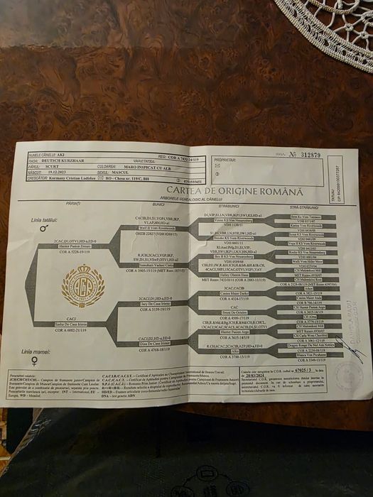 Brac German păr scurt