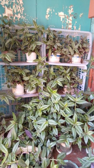 Продам каланхоэ,традесканция