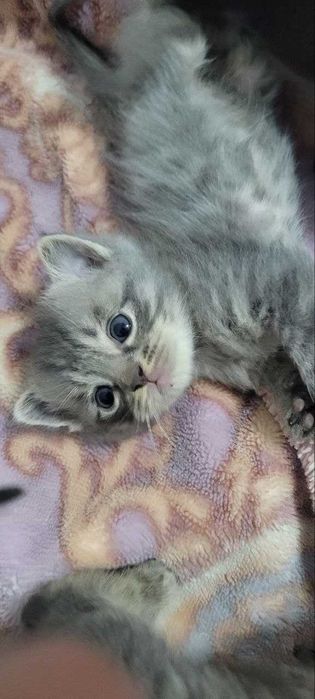 Отдам даром котята