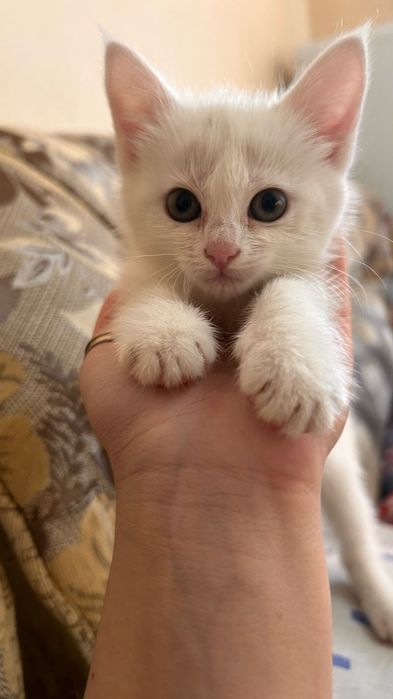 Томпақ қыздардың қатысуымен порнофильмдер