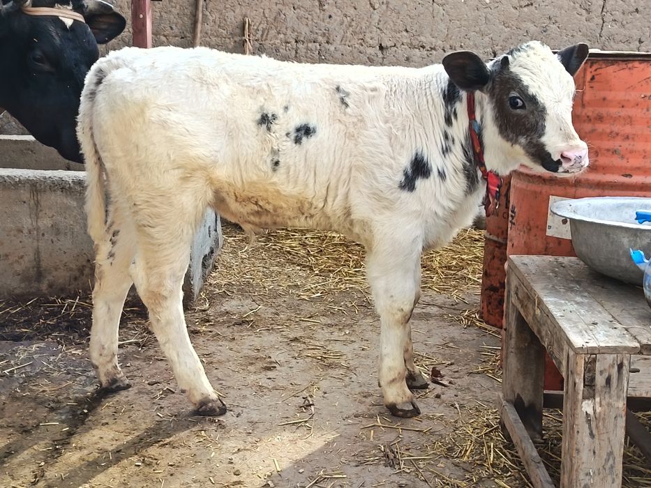 Veterinariya vrach.
