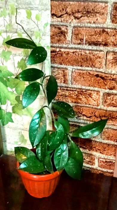 Продам. Хойя - красиво цветущее растение,