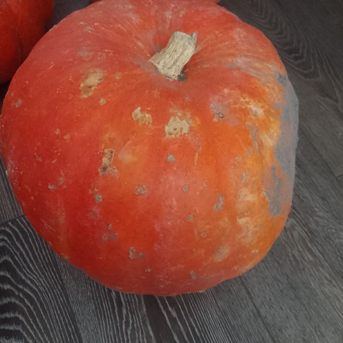 Продам тыкву домашняя