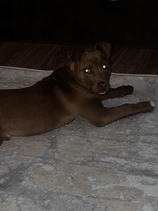 Продам щенка породы Американский питбультерьер