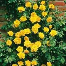 Răsad (butas) Trandafir cățărător /curgator, rosu, alb, roz sau galben