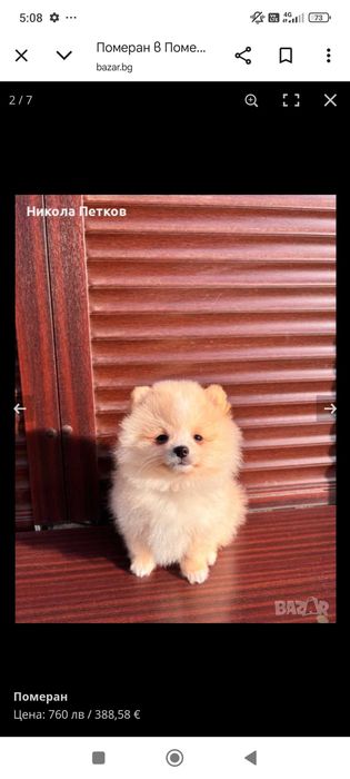Мини померан захранен с качествена гранула на 3месеца