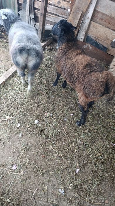 Тоқты сатылады .