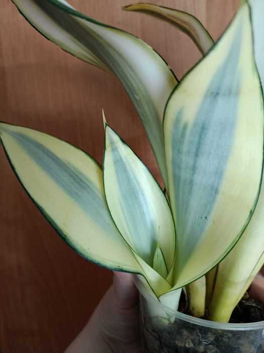 Сансевиерия Chost (Призрак)