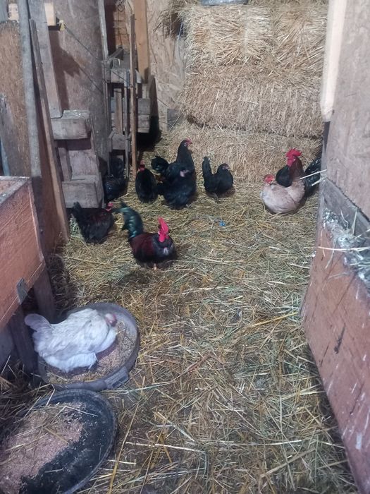 Cocoșei americani cu gâtul gol