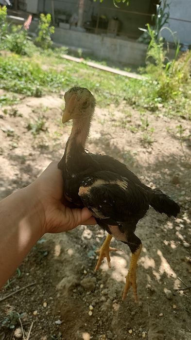 Jojalar sotiladi