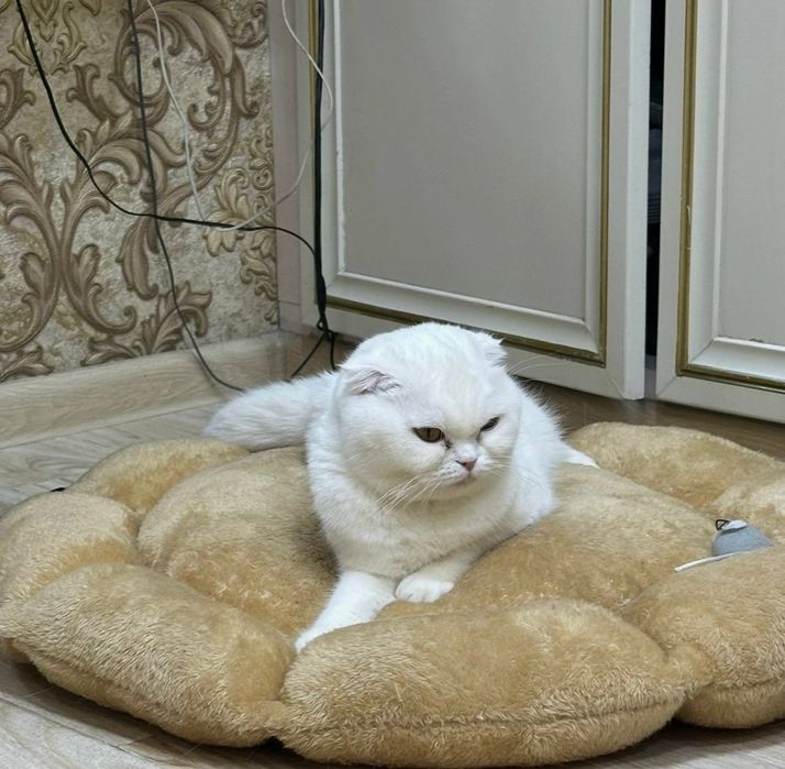 Продажа кошки породистой привозной