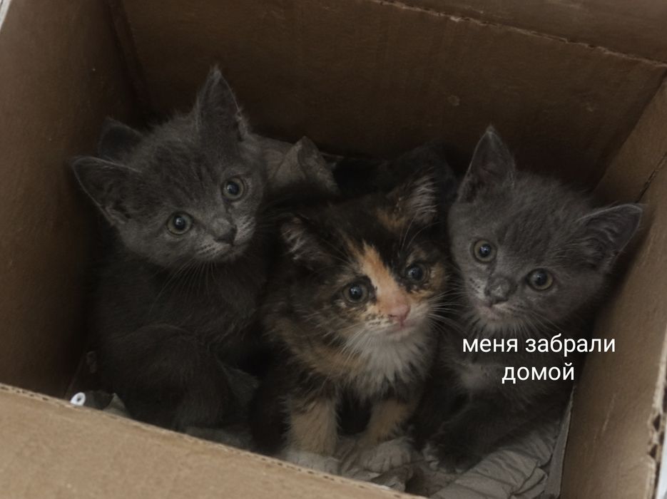 Котёнки ищут дом