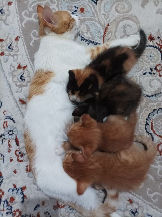 Отдам котят в добрые руки