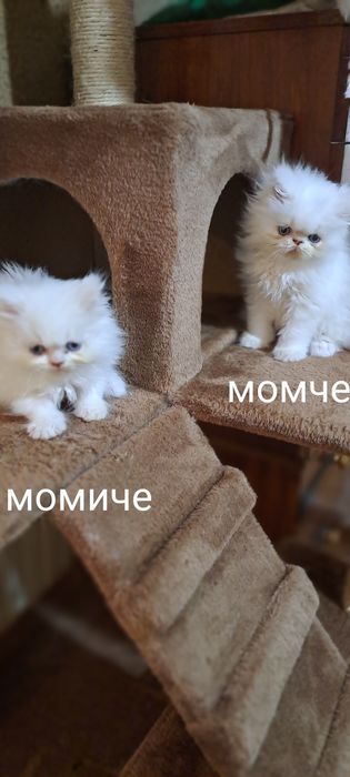 Две прекрасни синеоки бели персийчета,момче.и момиче!