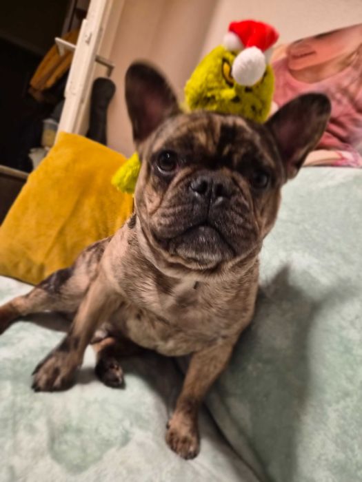 Френски булдог на 1 година