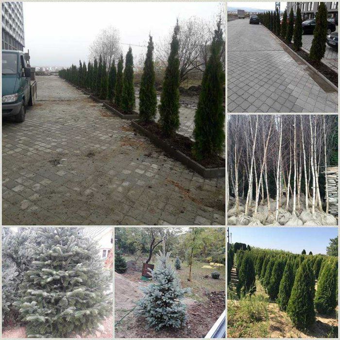 Vând tuia smarald, leylandi, brazi, mesteacăn, tei, etc.