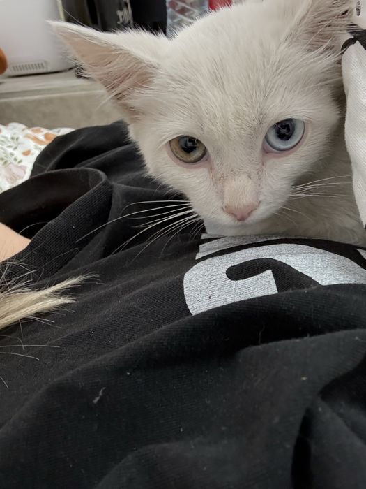 маленькие котята