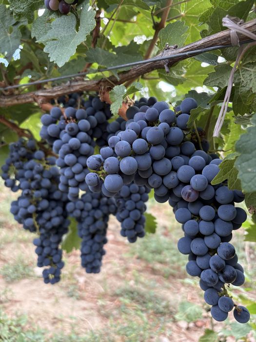 Struguri nobili de vin alb si rosii