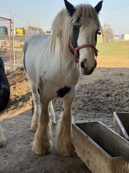 Vand armasar Irish Cob(gipsy vanner)