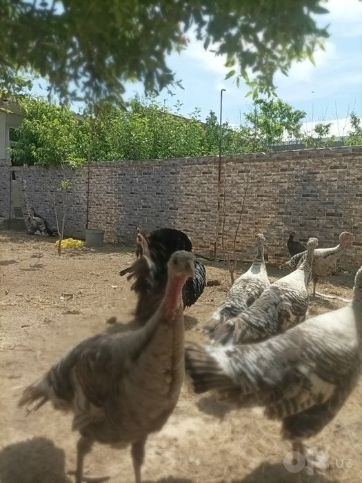 Erkak kurka 800ming