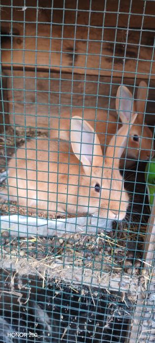 Продам крольчат чистокровные