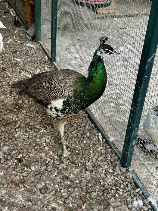 Пауни индийски мъжки на 2 години