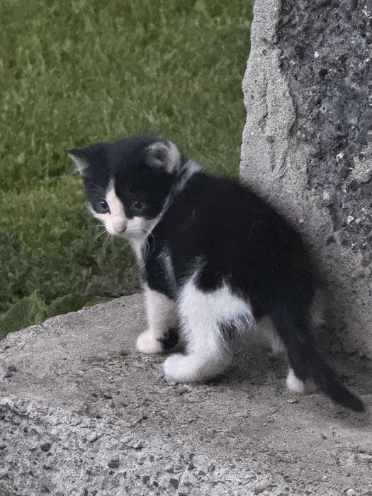 Отдам котят деревенских