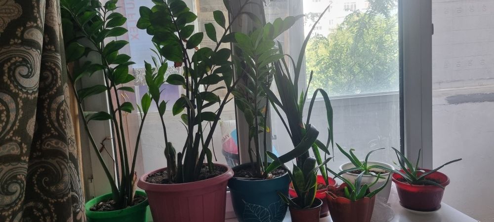 Цветы продам разные