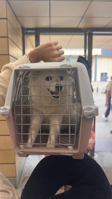 Померанче уникално