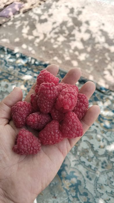 Продам малину дачную.